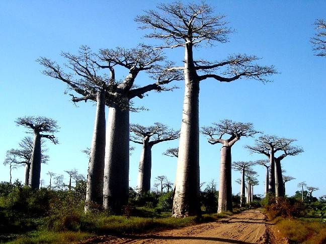 Allée des Baobabs Morondava