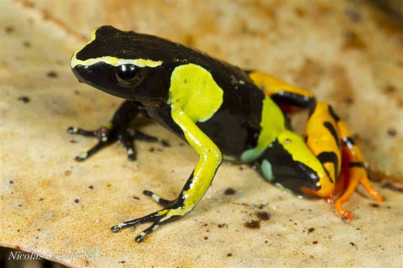 Frog east Andasibe national park Madagascar Mantella Painted