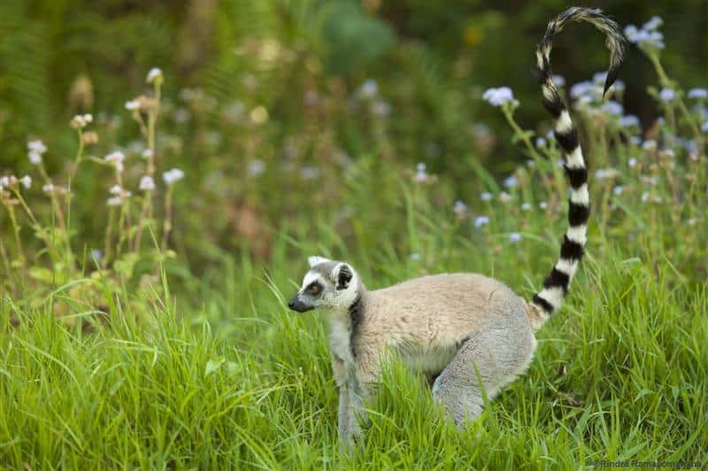Lemur catta andasibe national park east madagascar