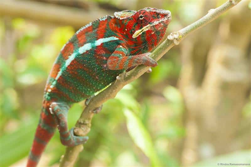 Chameleon east Andasibe national park madagascar