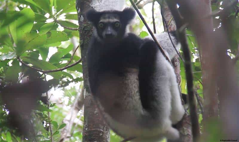 Lemur Indri Indri Andasibe rainforest