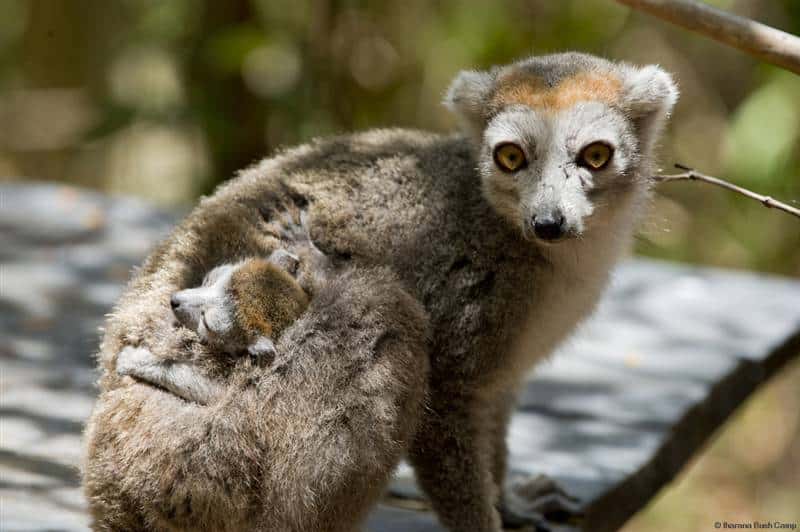 Crowned lemur, Ankarana north Madagascar