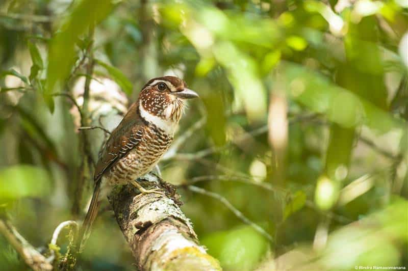 Roller Madagascar bird andasibe national park