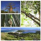 lemur, bird, baobab, beach, landscape, madagascar