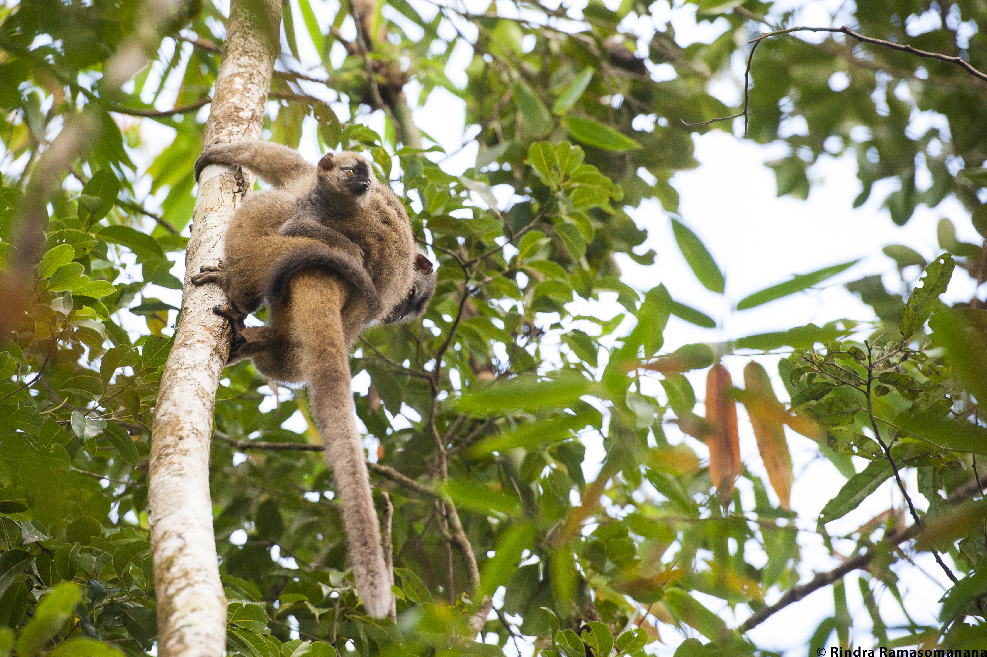 lemur_ranomafana_national_park_south_encounter_madagascar