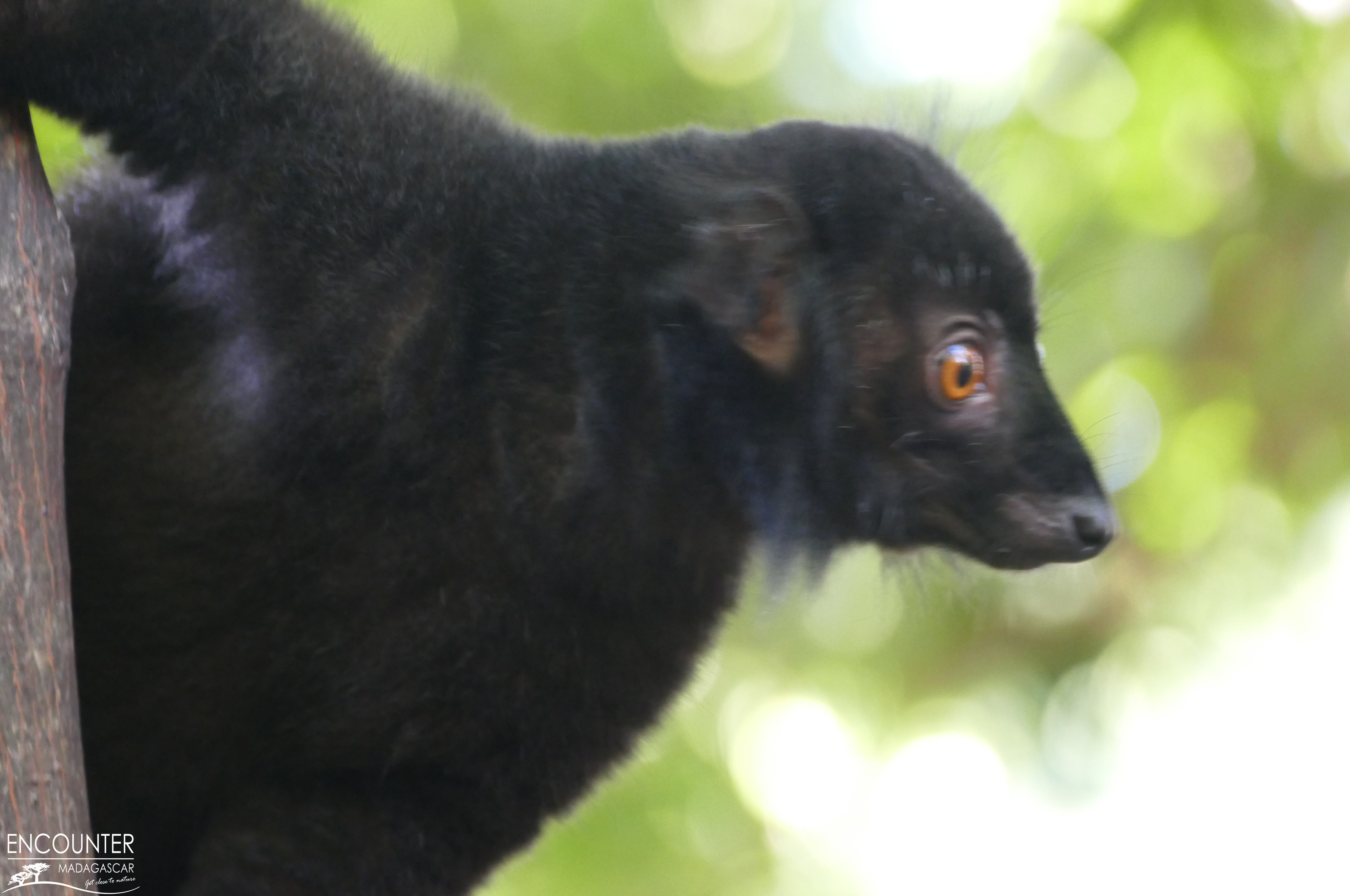 nosy komba_black lemur macaco
