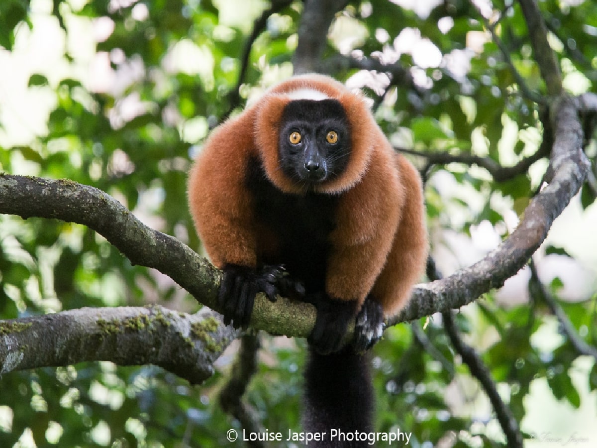 Wildlife_red ruffed lemur_ national park_Masoala_Forest Lodge_east_Madagascar