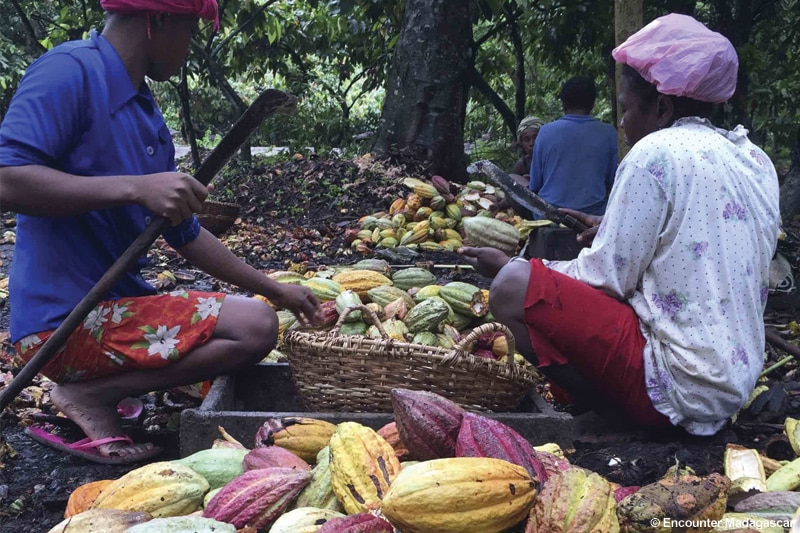millot-plantation_cocoa-collect_ambanja_north_madagascar