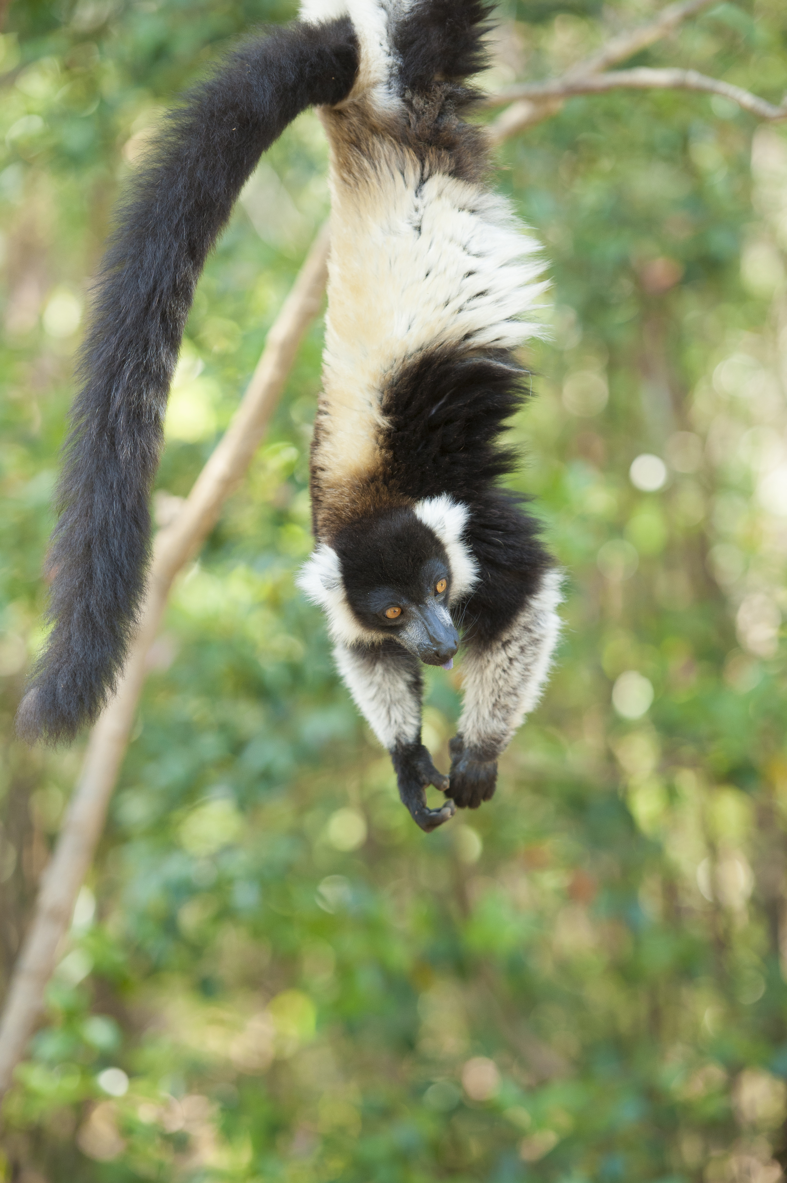 encounter-mada-dmc-lemurs-east-2